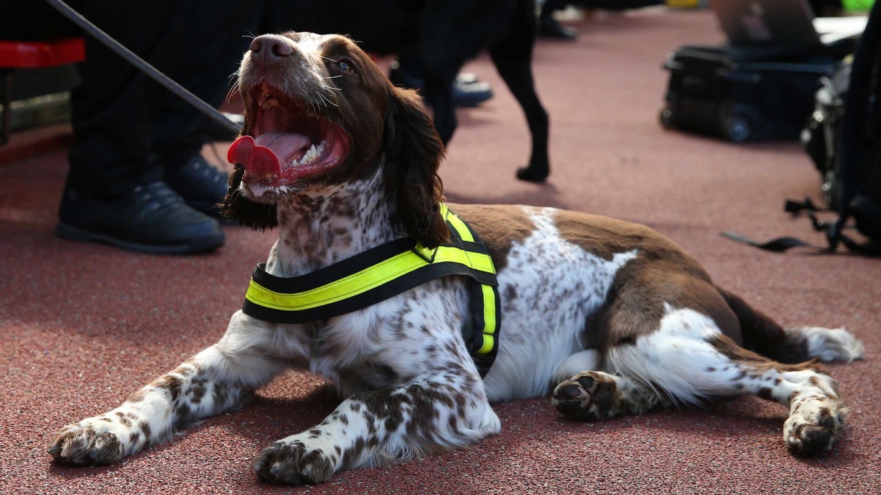 Club World Cup, searing heat and sniffer dogs wearing Crocs to protect their paws